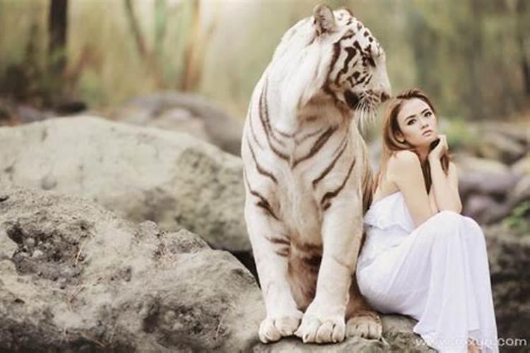 梦见很多老虎是什么预兆女人