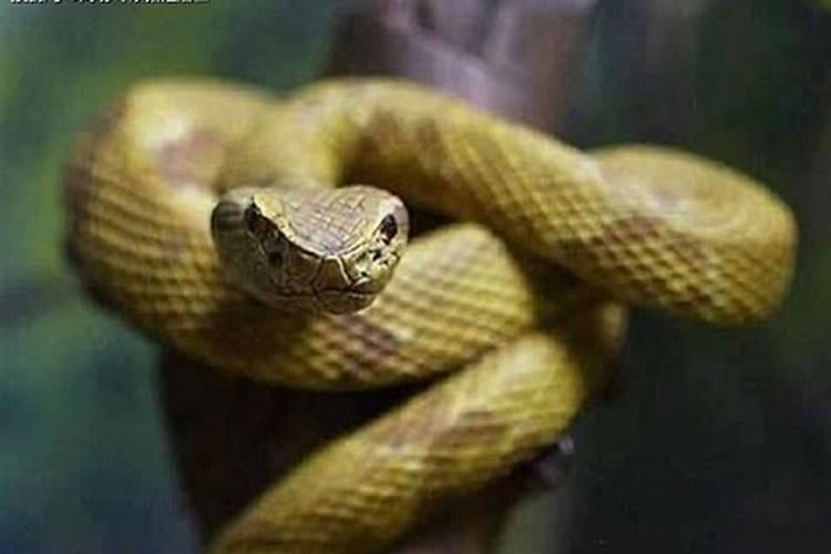 梦见蛇是什么预兆梦见蛇被蛇咬