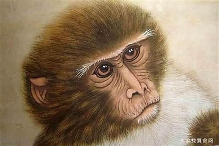 八零年出生的属猴人的运程