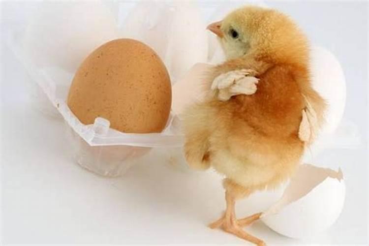 梦见好多鸡蛋孵化成小鸡了