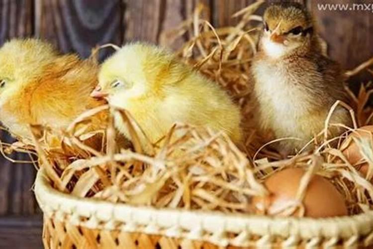 梦见好多鸡蛋孵化成小鸡了