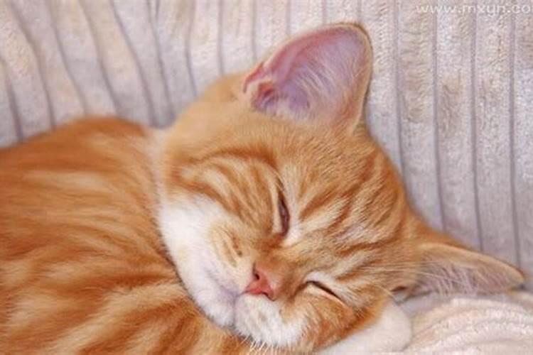 梦见猫抱着自己睡觉