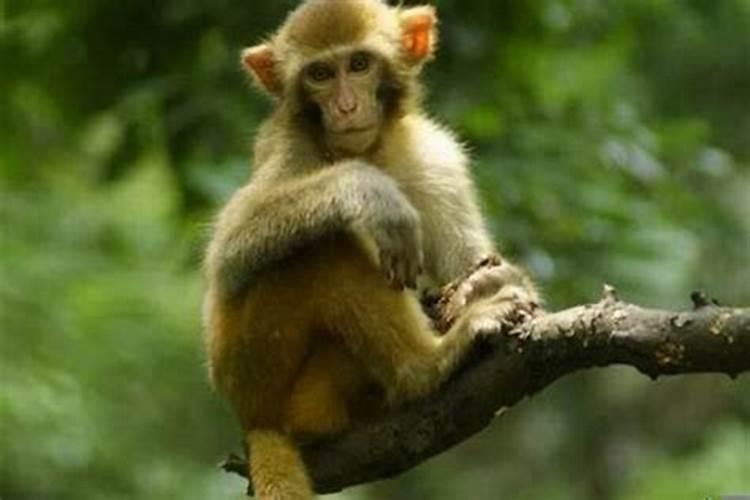 生肖猴三月十五出生