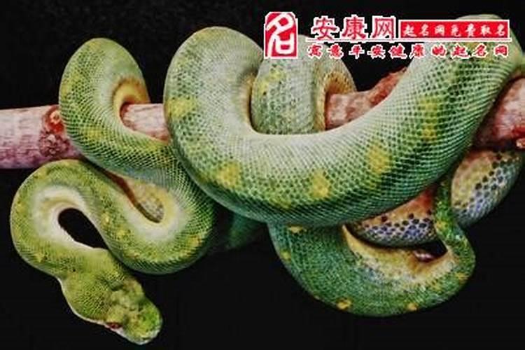 梦见绿色蟒蛇是什么意思