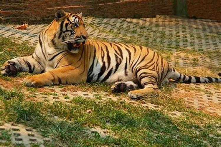 梦到很多老虎在身边