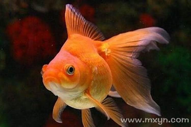 怀孕梦见红色金鱼是什么意思