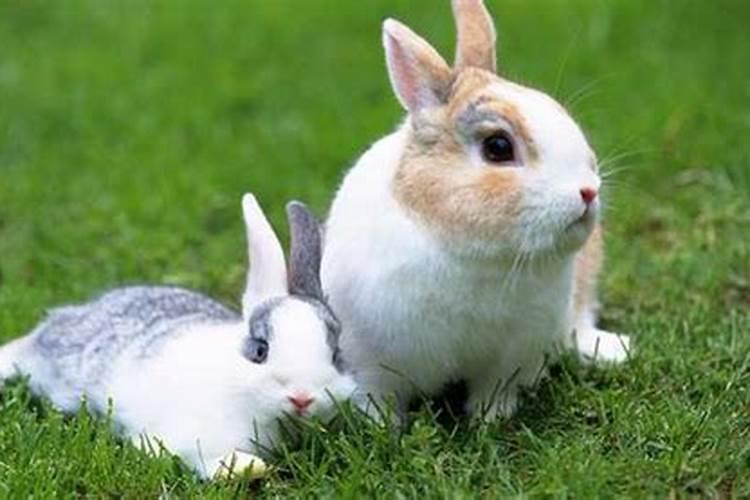 兔子和狗八字合不合