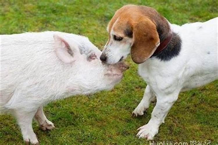 猪和狗合婚相配吗