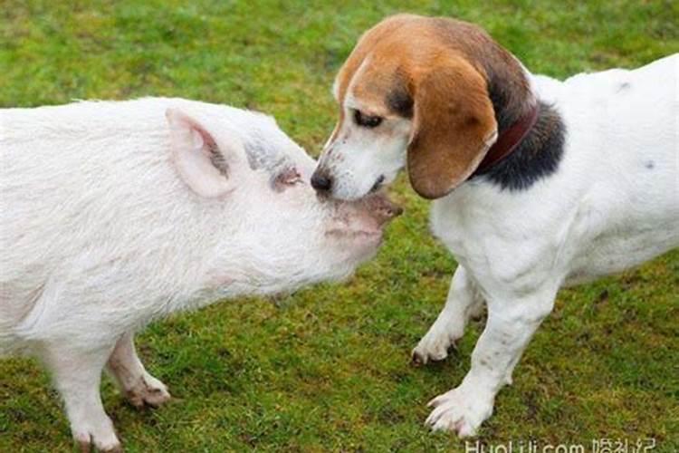 猪和狗合婚相配吗