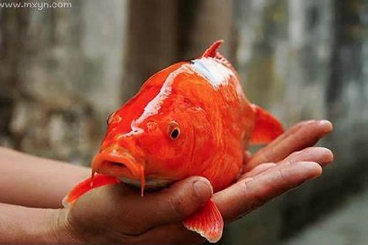 梦见红色鲤鱼是什么预兆