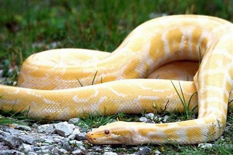 梦见蟒蛇是怀孕征兆吗