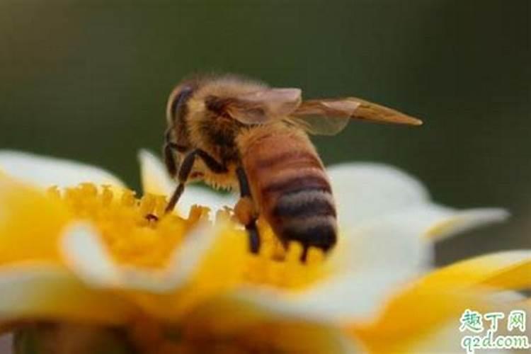 梦见蜜蜂围在自己头顶