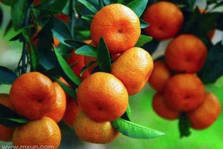 梦到树上摘橘子什么意思周公解梦