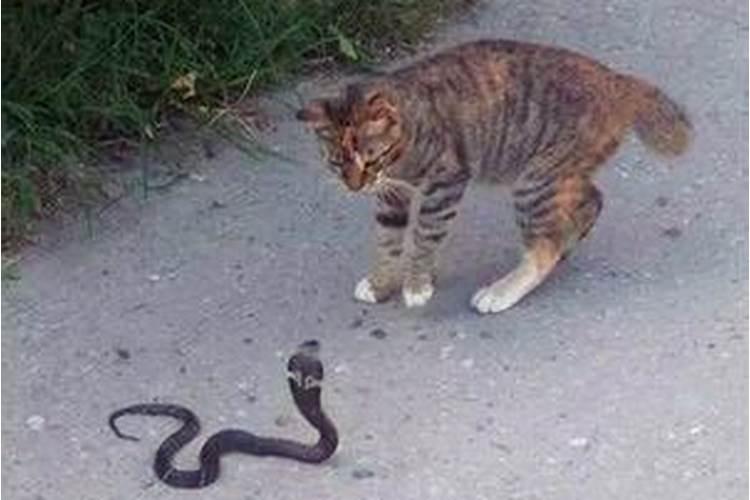梦见猫吃蛇是什么预兆