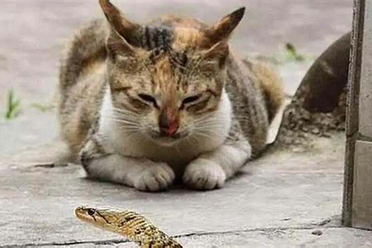 梦见猫吃蛇是什么预兆