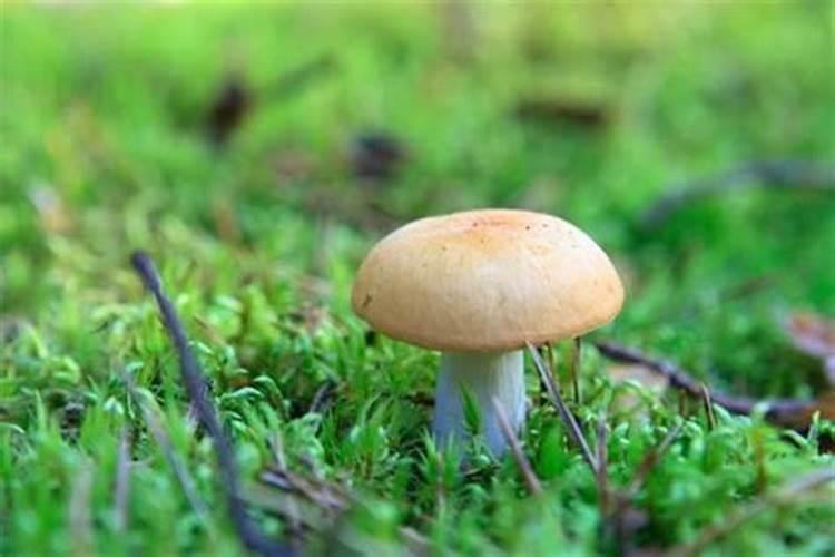 梦见正在生长的蘑菇（梦见蘑菇是什么意思？）