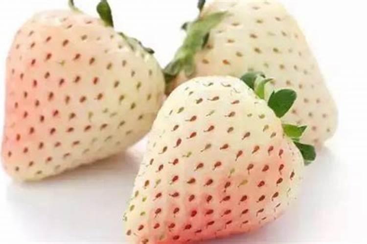 梦见野草莓是白色的 梦见草莓预示着什么