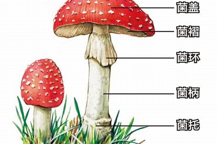 蘑菇是哪个生肖