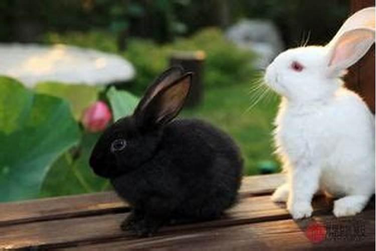 兔子和兔子合婚吗