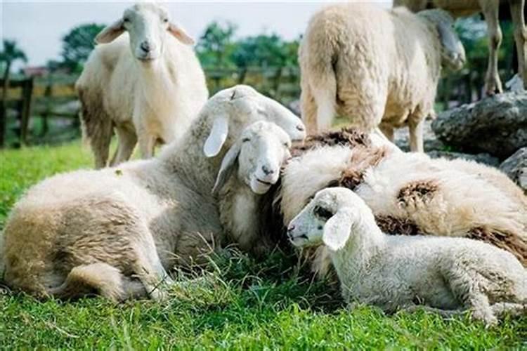 做梦梦到很多只羊