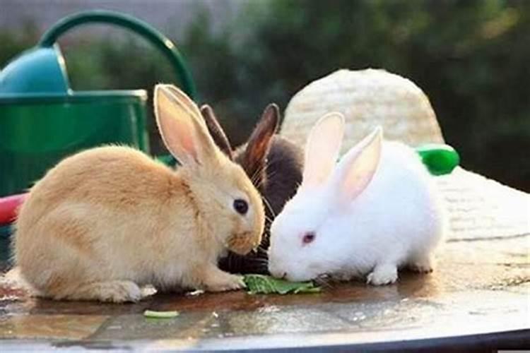 兔年立春后出生有草