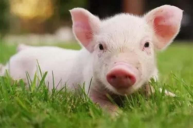猪的寿命最长多少年呢