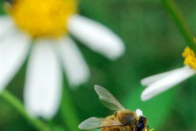 梦见蜜蜂预示什么征兆
