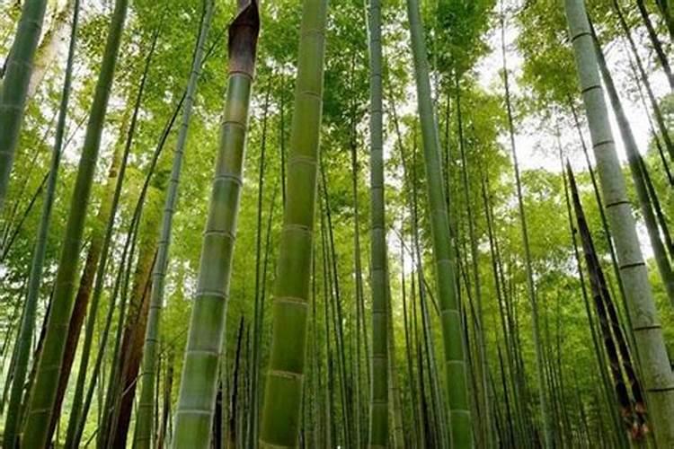 梦见竹子是什么意思有什么预兆