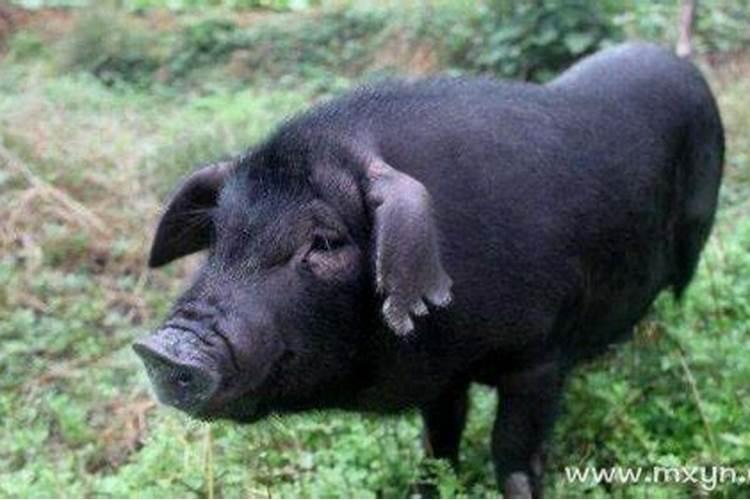 梦见黑色的猪是怎么回事