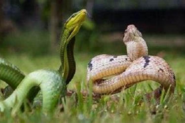 梦见两条蛇打架是什么意思