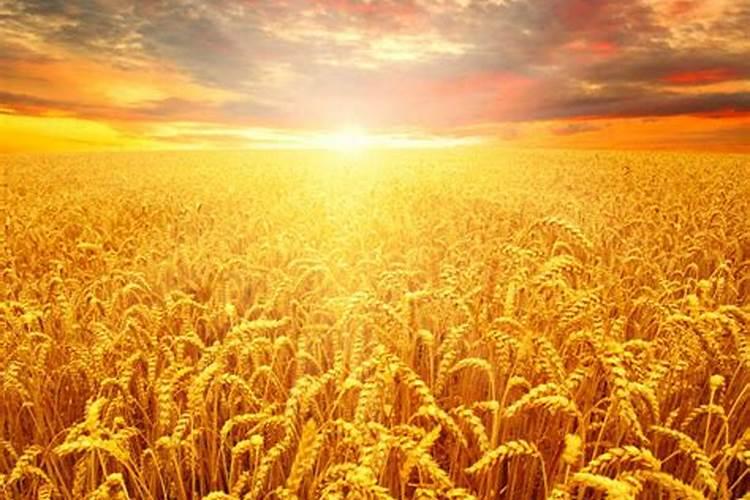 梦见麦子成熟的季节麦田里一片金黄