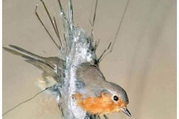 为什么鸟一直撞玻璃窗