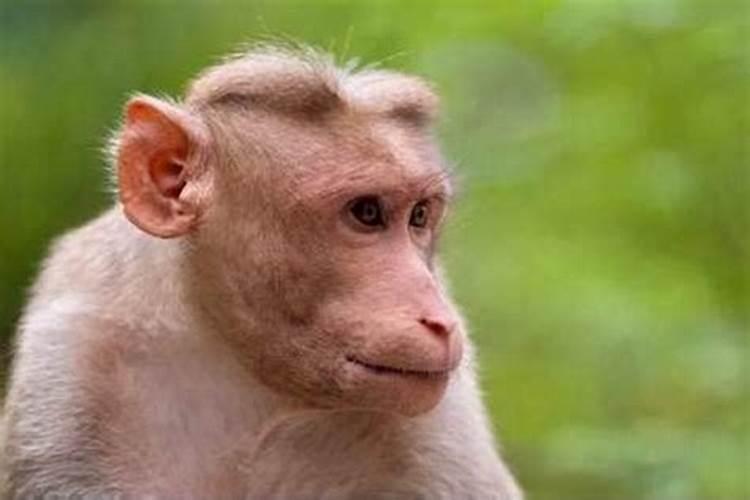 属猴人2022年犯太岁吗?