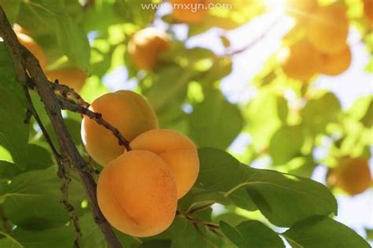 梦见杏树杏子熟了