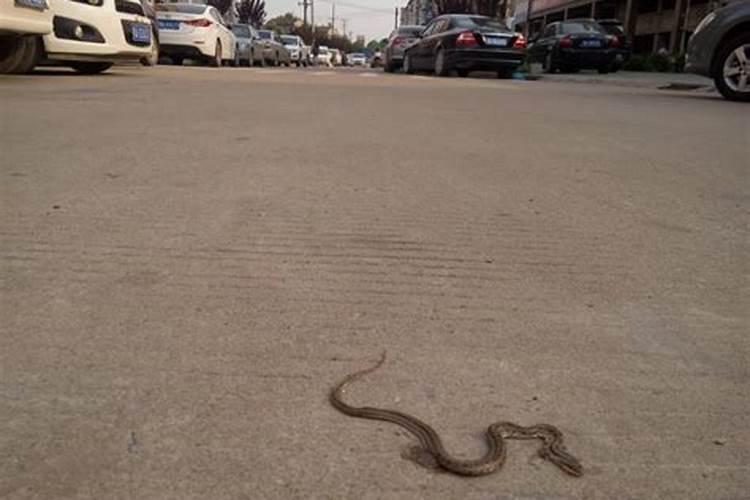 在马路中间发现蛇是什么意思呀