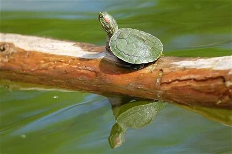 梦见大乌龟是什么预兆吗