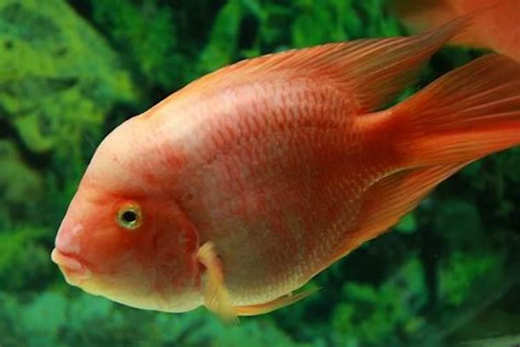 梦见大红鱼是什么意思周公解梦