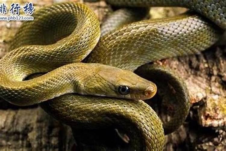 蛇的寿命多少年有灵性吗?