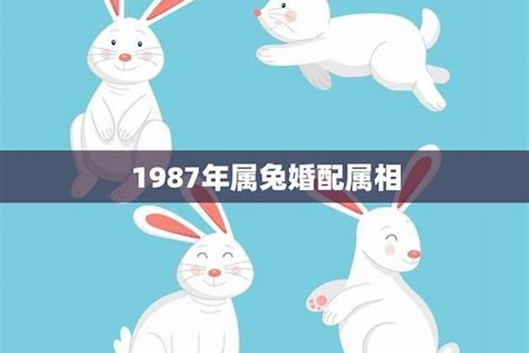 属兔的今年多大1987年出生
