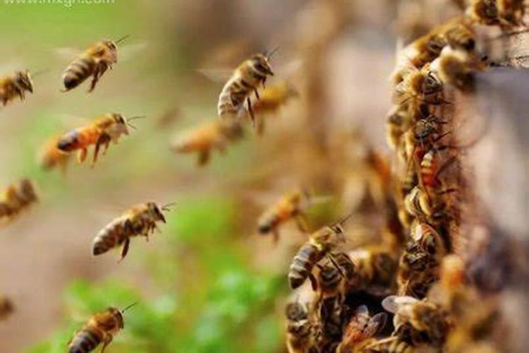梦到被很多蜂蛰是什么意思