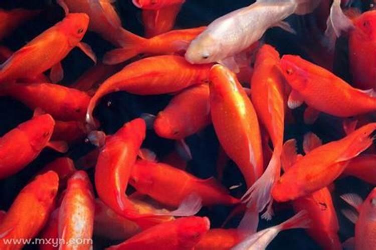 梦见红色的金鱼在水里游来游去