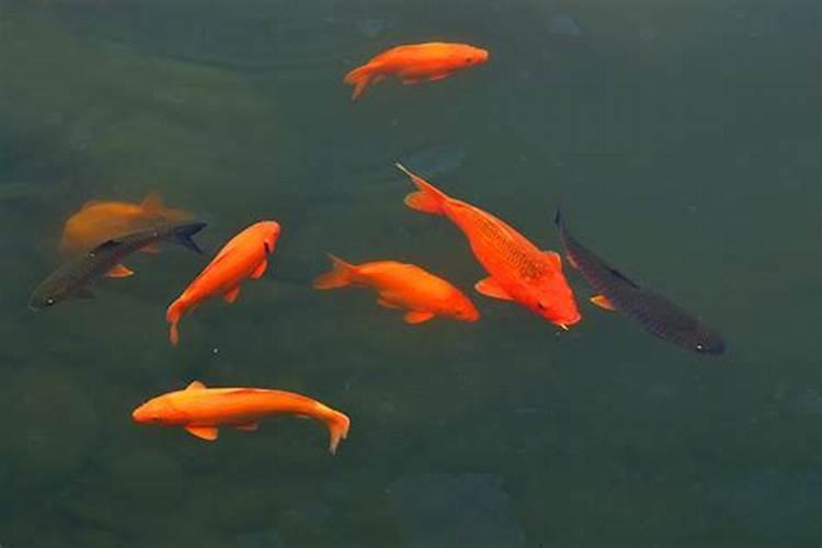 梦见很多红色鲤鱼在水里游
