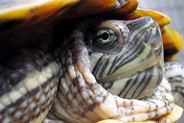 梦见大乌龟小乌龟是什么征兆