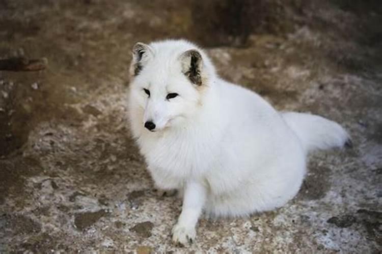 梦见白狐狸是什么意思
