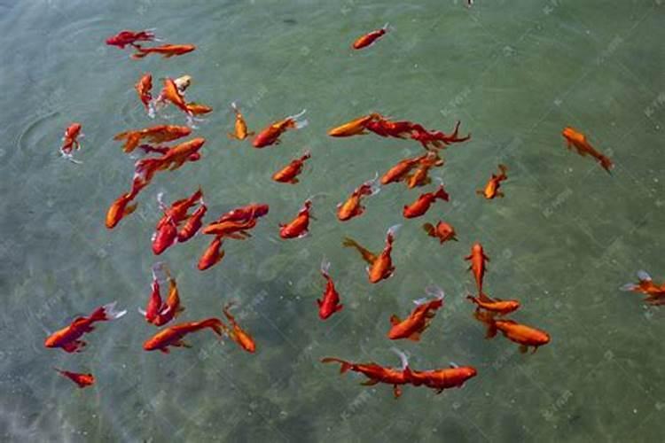 梦到很多红色的鲤鱼