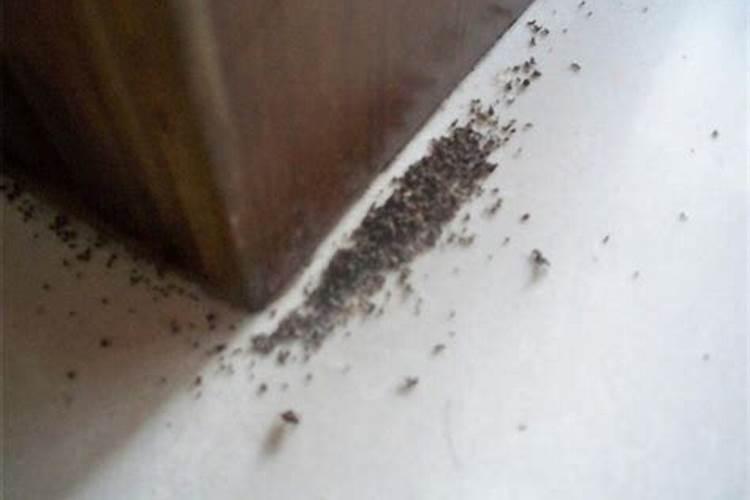 屋内有蚂蚁窝寓意不好好