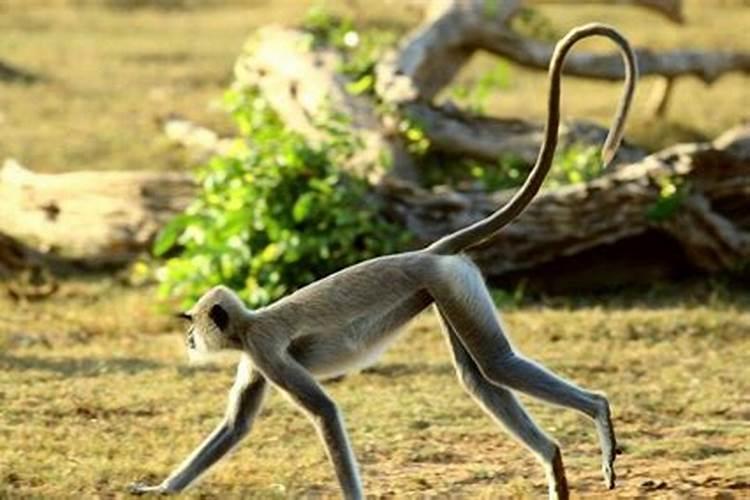 猴头猴尾的生肖是什么