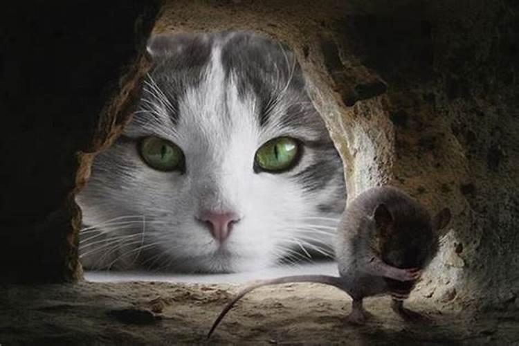 梦见猫捉老鼠是什么预兆佛滔