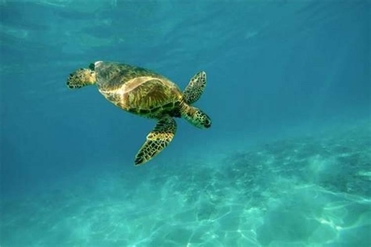 梦到大海龟在水里游