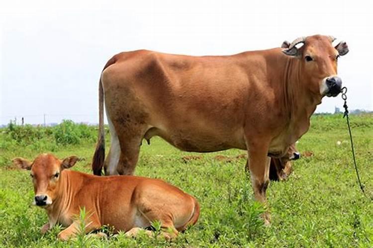 孕妇梦见牛